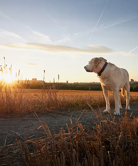 Cane che guarda l'orizzonte